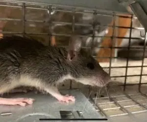 Rat caught in a live trap