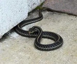 Garter snake beside a concrete wall