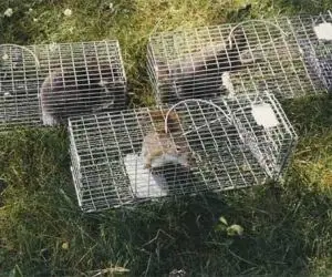 Squirrels caught in live cage traps on a lawn