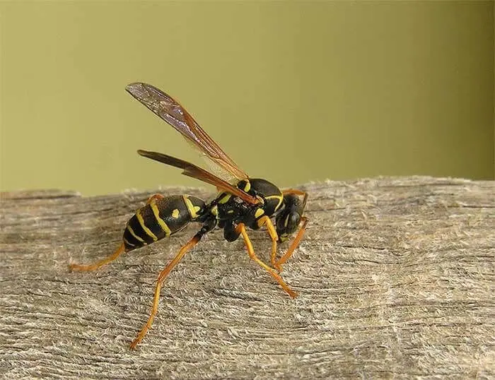 Paper wasp on weathered wood