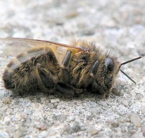 Dead bee on a concrete surface