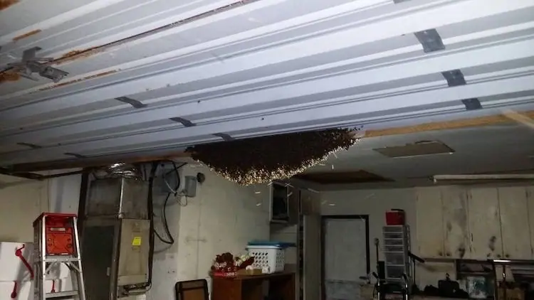 Bee nest hanging from a garage ceiling