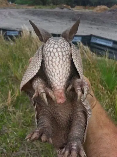 Armadillo standing on its hind legs