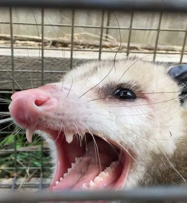 Opossum hissing inside a cage trap