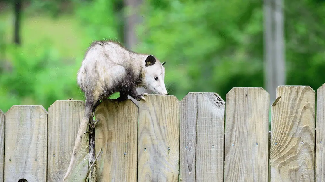 Opossum on a wooden fence