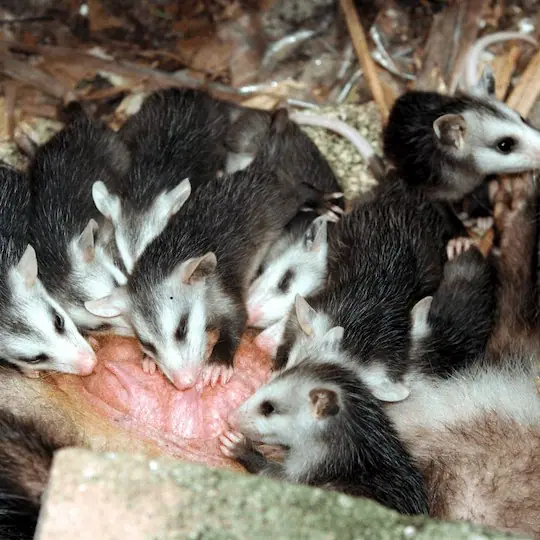 Litter of baby opossums