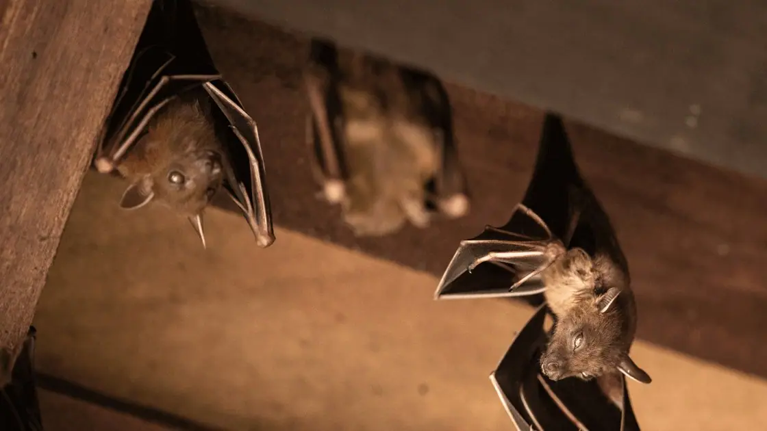Bats hanging from a wooden ceiling